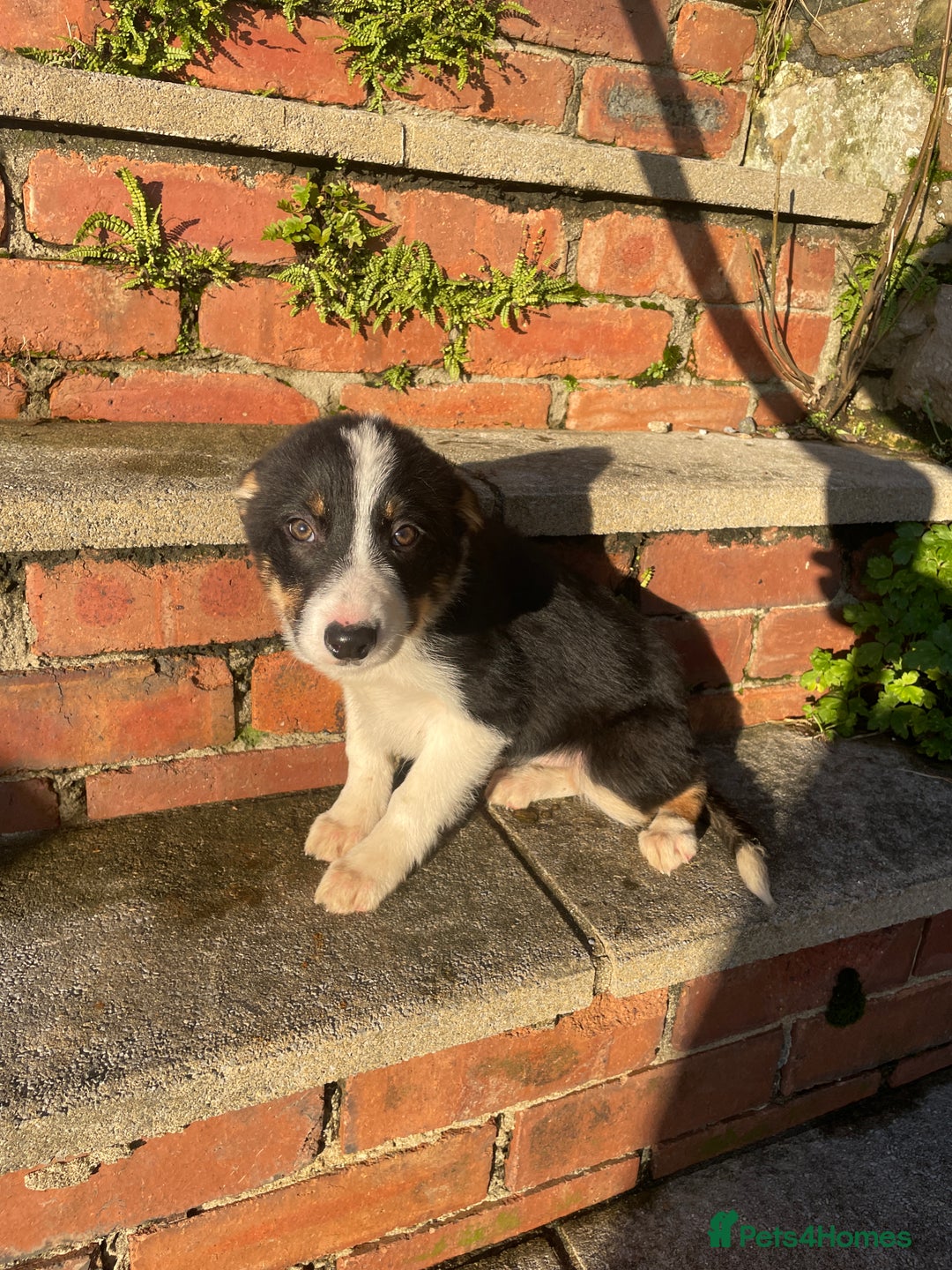 Border Collie dogs for sale: 3 Beautiful Sheepdog Puppies - Advert 16