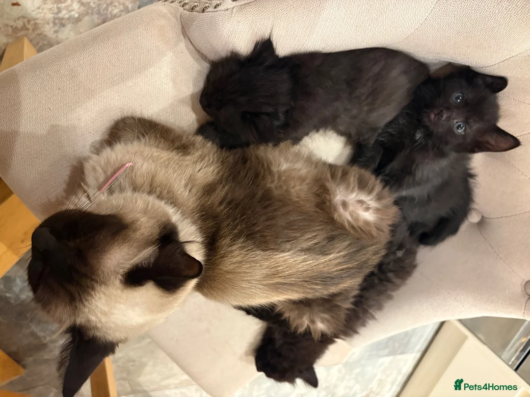Russian Blue cats for sale: Ragdoll x Russian Blue Kittens - Advert 1