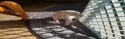 Italian Greyhound dogs for sale: 5 wonderful Wiggy’s licensed breeder  - Advert 25
