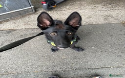 German Shepherd dogs for sale: GERMAN SHEPHERD BOY 6 MONTHS OLD IN SCARBOROUGH  - Image 3