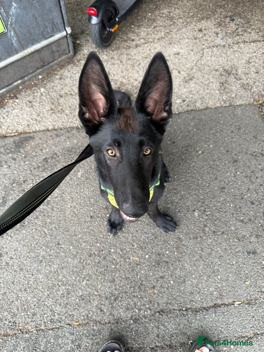 German Shepherd dogs for sale: GERMAN SHEPHERD BOY 6 MONTHS OLD IN SCARBOROUGH  - Image 3
