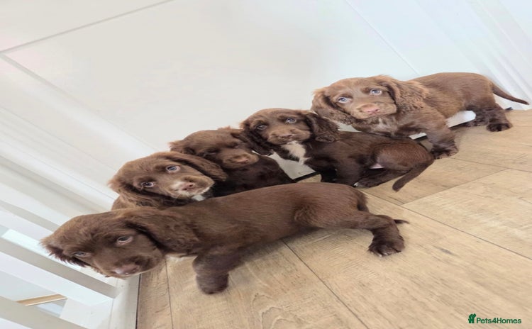 Cocker Spaniel dogs - Advert 1