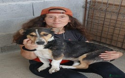 Mixed Breed dogs for adoption: Walter, 3 yrs old. Available for adoption. - Image 5