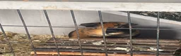 Guinea Pig rodents for sale: 3 female guinea pigs  - Advert 2