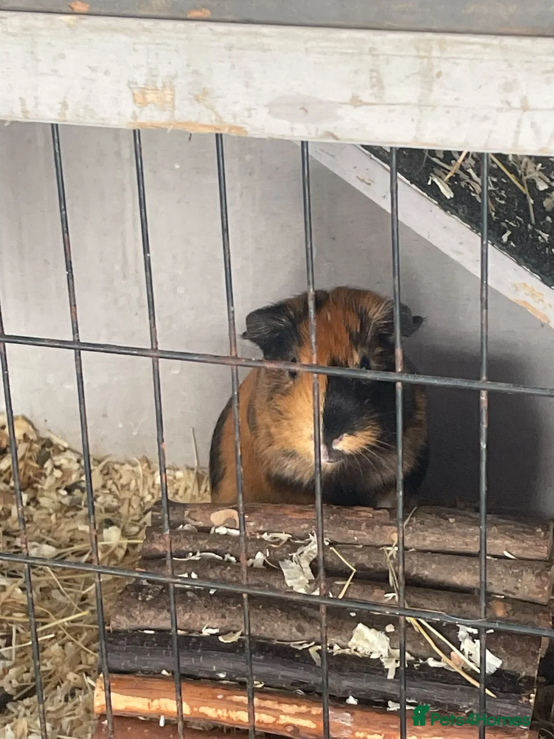 Guinea Pig rodents for sale: 3 female guinea pigs  - Advert 2