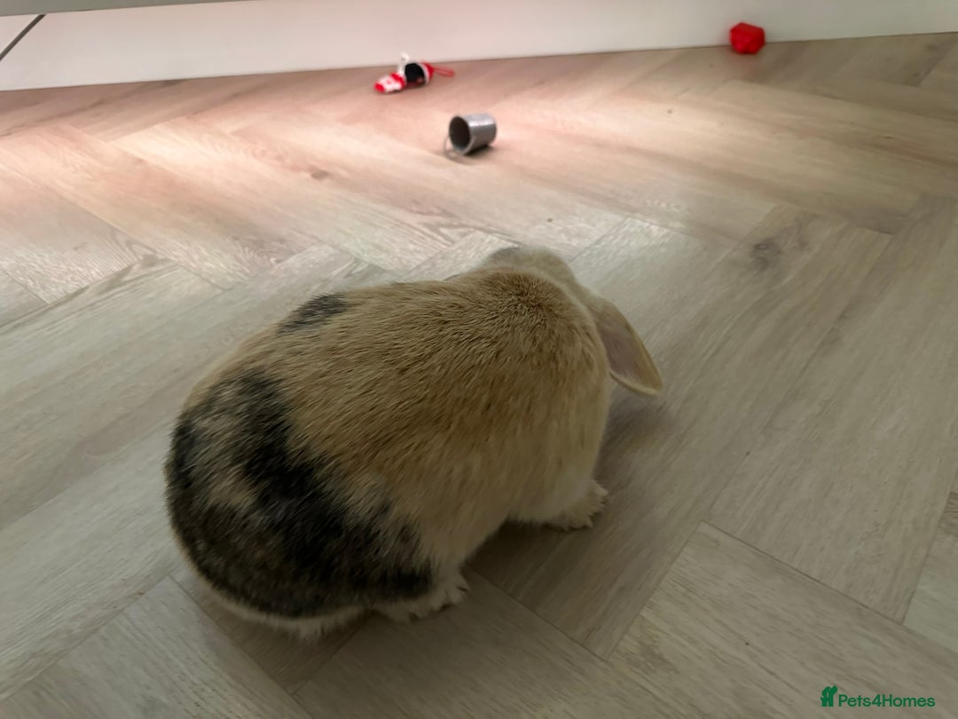 Dwarf Lop rabbits for sale: 2 Female Dwarf Lop Rabbits - Advert 6