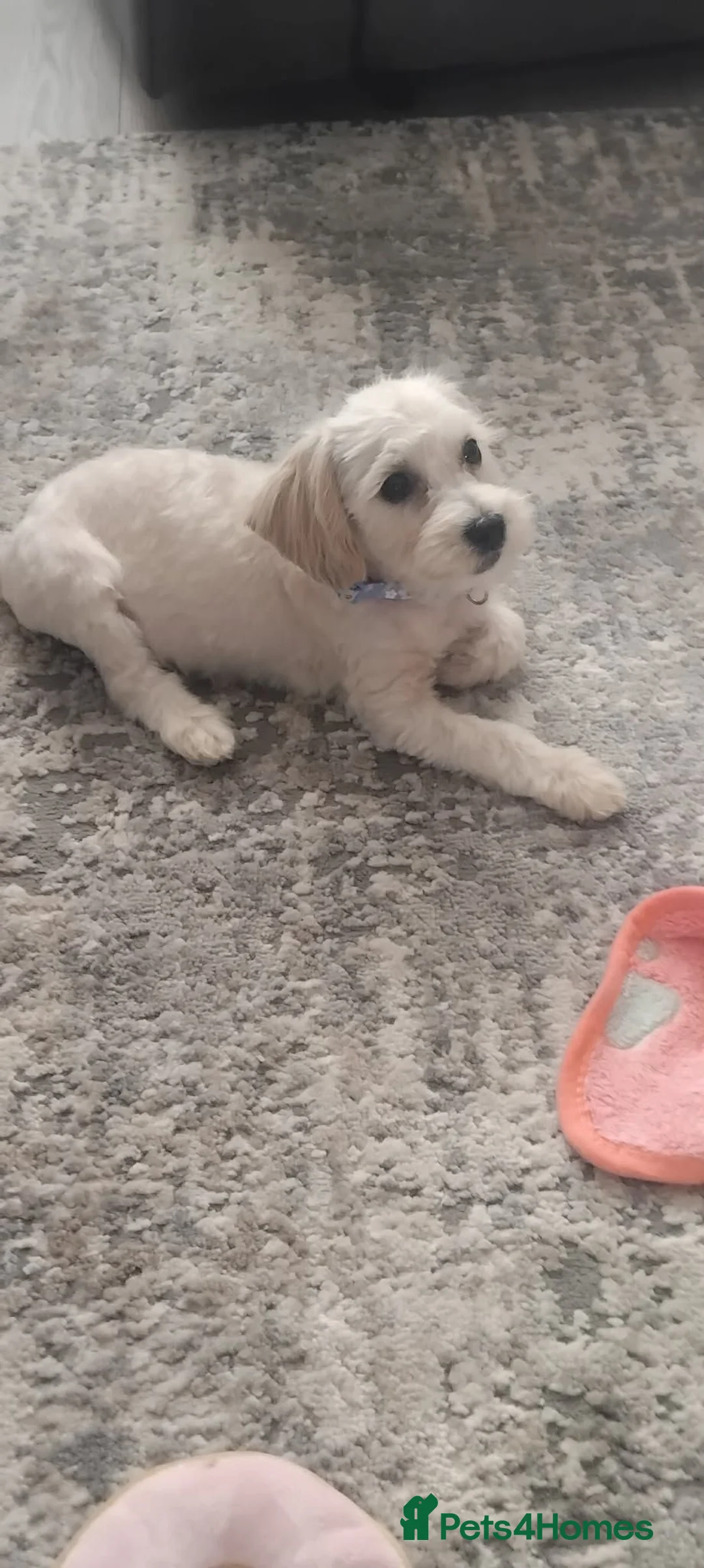 Maltipoo dogs for sale: 11 week femaile maltipoo  - Advert 2