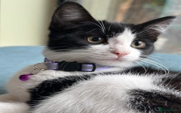Mixed Breed cats for sale: Beautiful tuxedo kittens  - Image 5