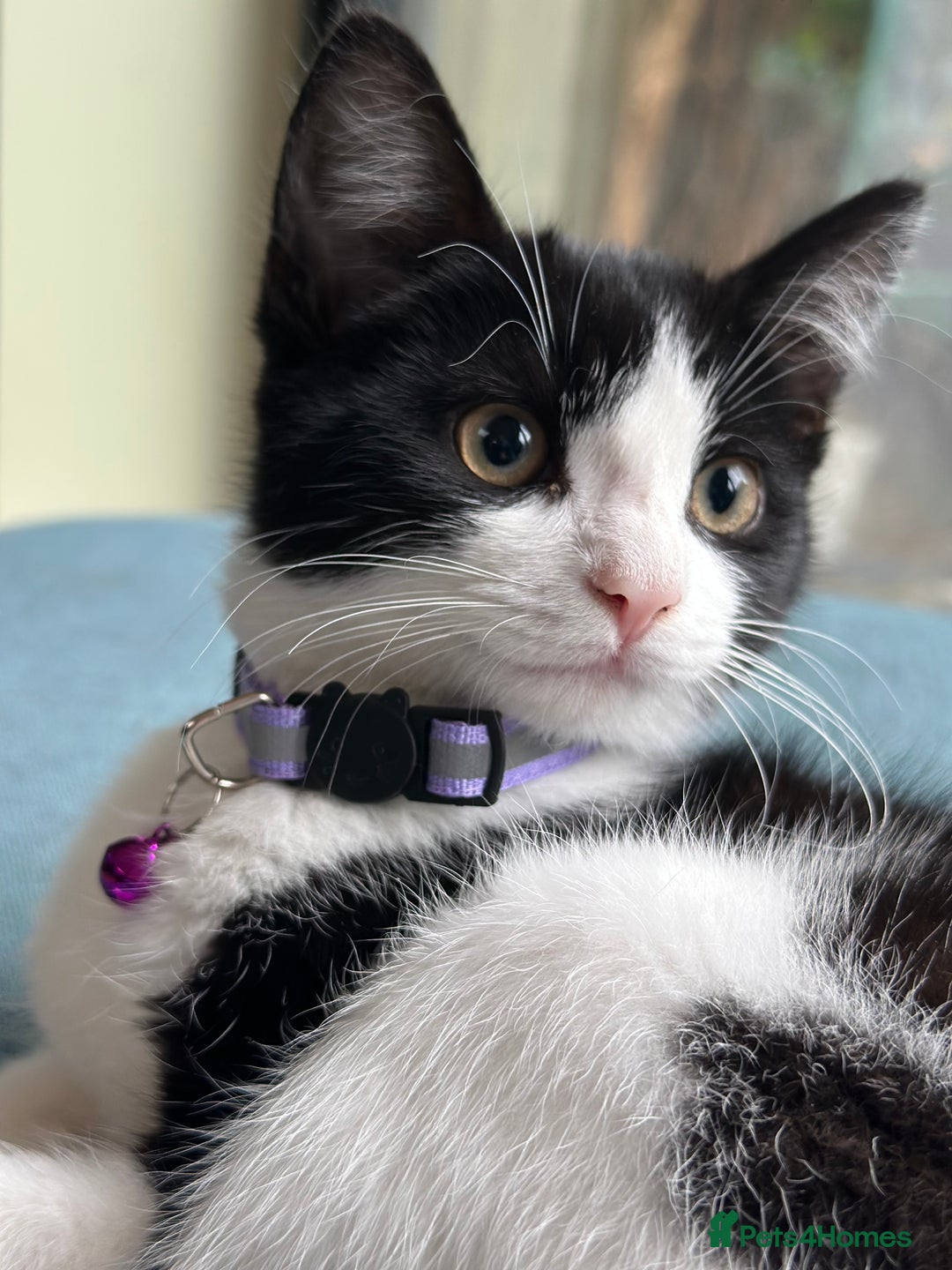 Mixed Breed cats for sale: Beautiful tuxedo kittens  - Image 5