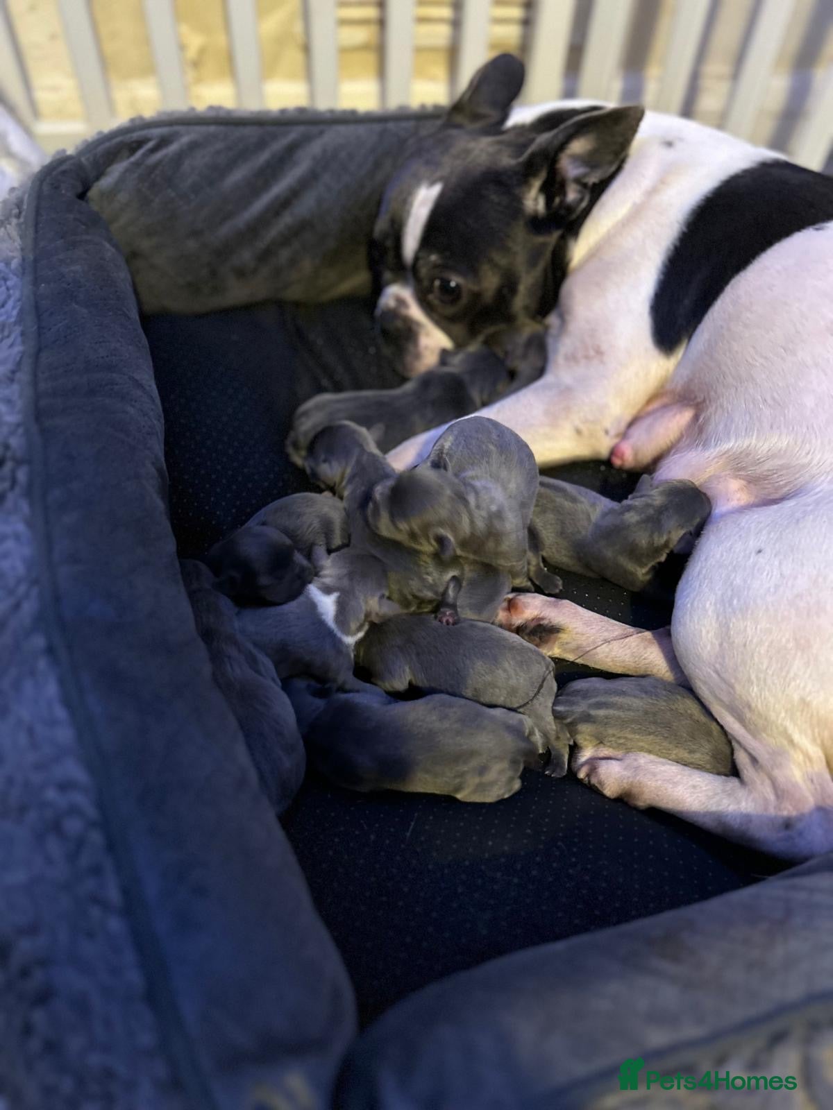 Mixed Breed dogs Frenchie puppies  - Advert 1