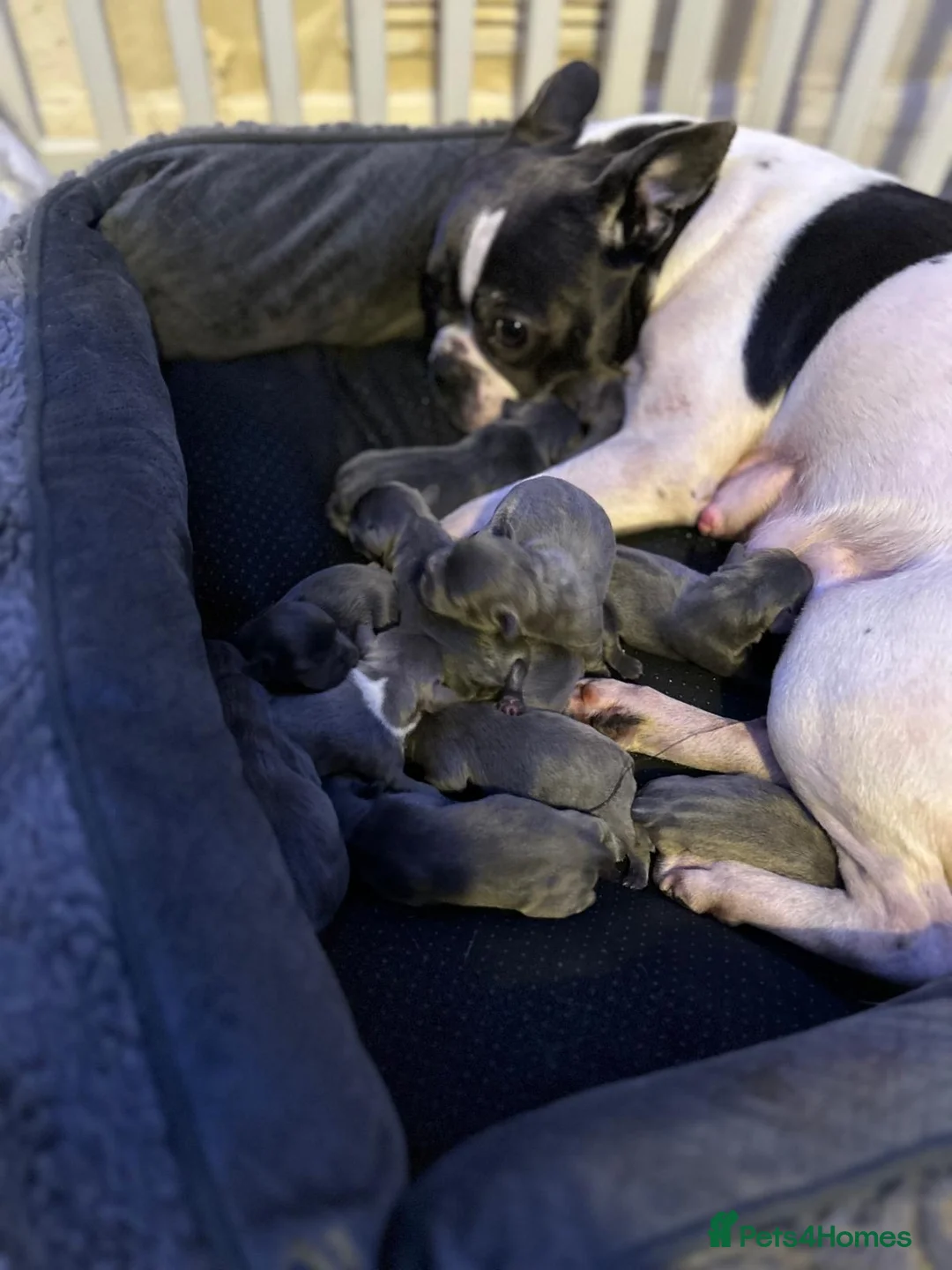 Mixed Breed dogs for sale: Frenchie puppies  - Advert 1