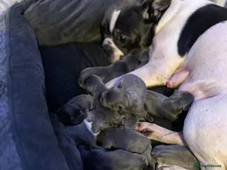 Mixed Breed dogs Frenchie puppies - Advert 1