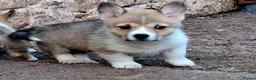 Welsh Corgi Pembroke dogs for sale: KC Pembroke Corgis  - Advert 19