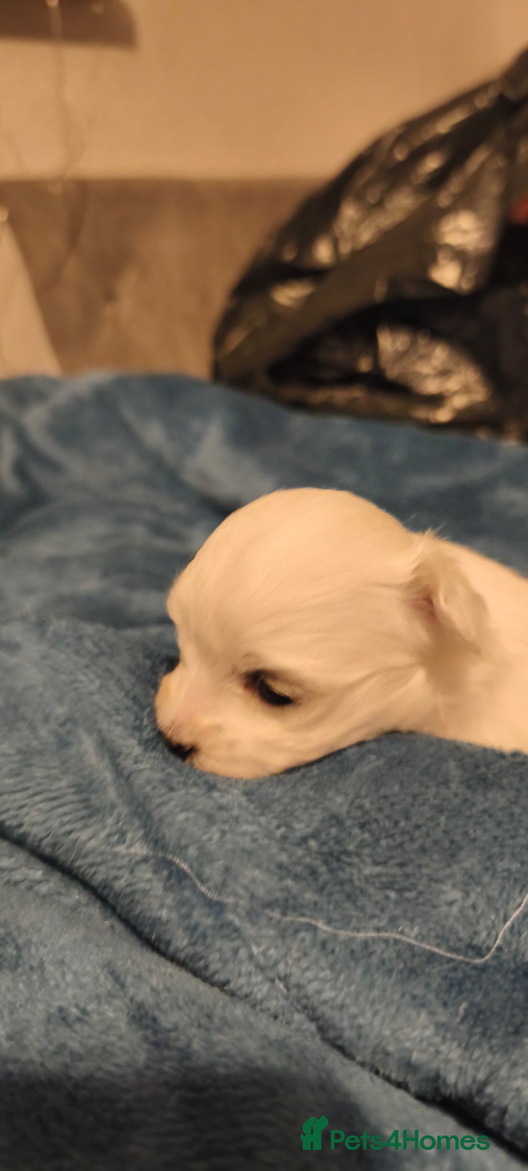 Maltese dogs for sale: Maltese puppys  - Advert 2