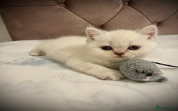 Scottish Fold cats for sale: Selling Adorable Scottish Fold & Straight Kittens - Image 12