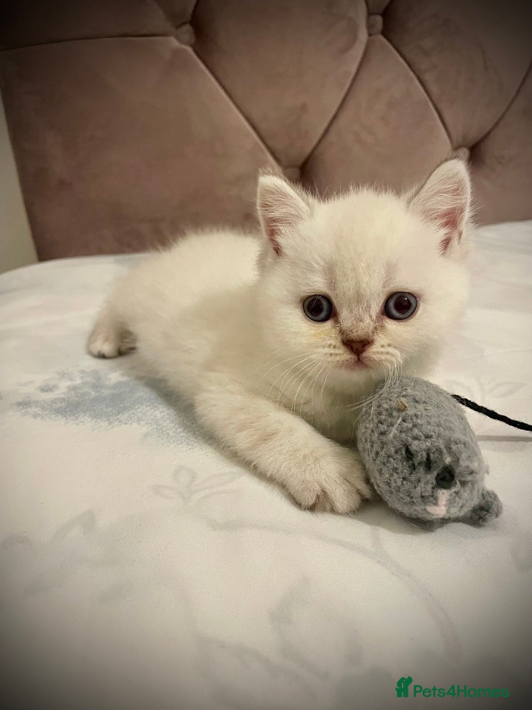 Scottish Fold cats for sale: Selling Adorable Scottish Fold & Straight Kittens - Image 12