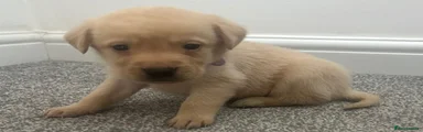 Labrador Retriever 2