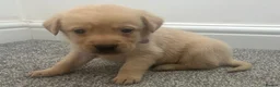 Labrador Retriever dogs for sale: Kc Labrador retriever  in Worcester - Advert 11
