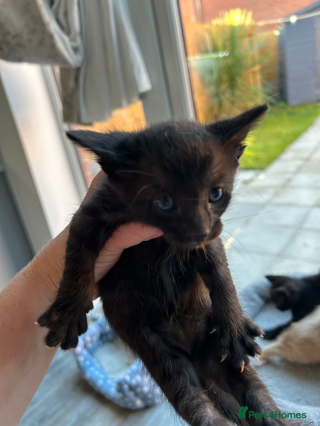 Siamese cats for sale: Siamese Cross Kittens - Image 12