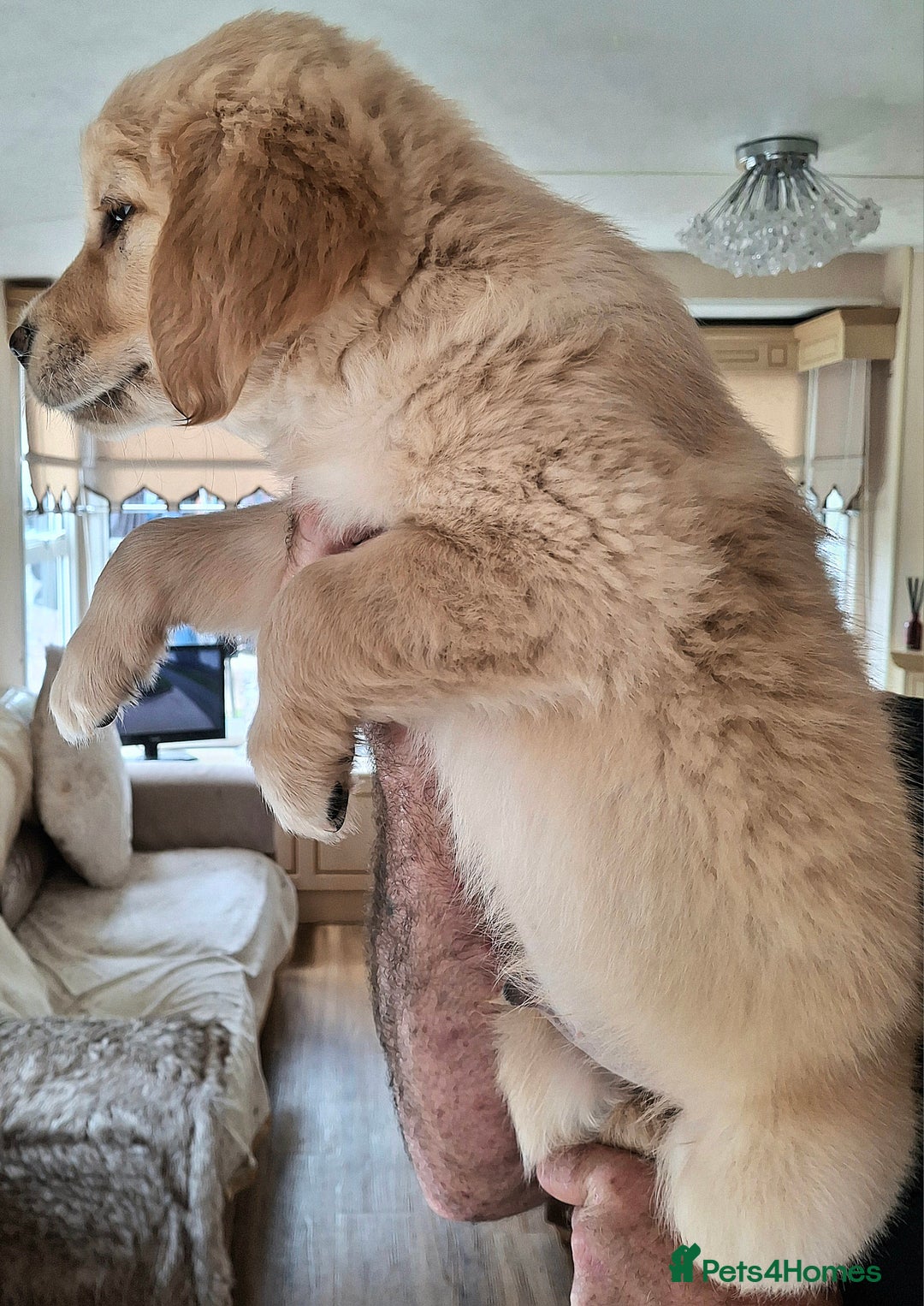Golden Retriever dogs for sale: Golden Retreiver Puppies  - Image 20