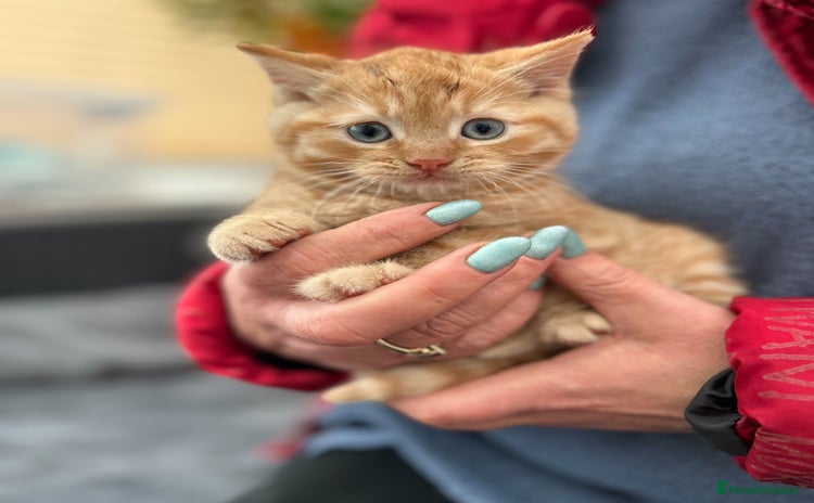 Mixed Breed cats Gorgeous little boy - Advert 1