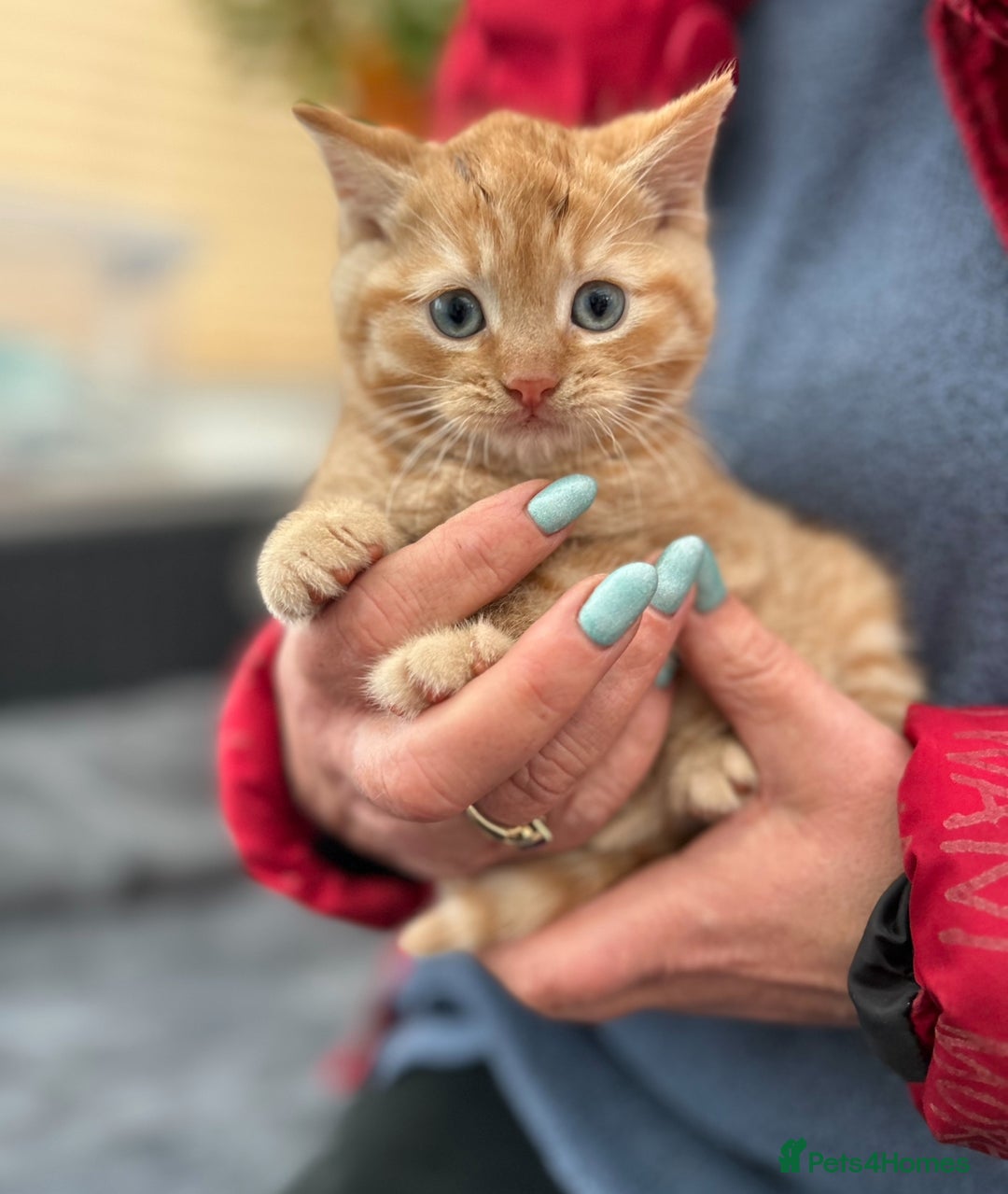 Mixed Breed cats for sale: Gorgeous little boy - Advert 1