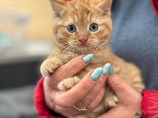 Mixed Breed cats Gorgeous little boy - Advert 1