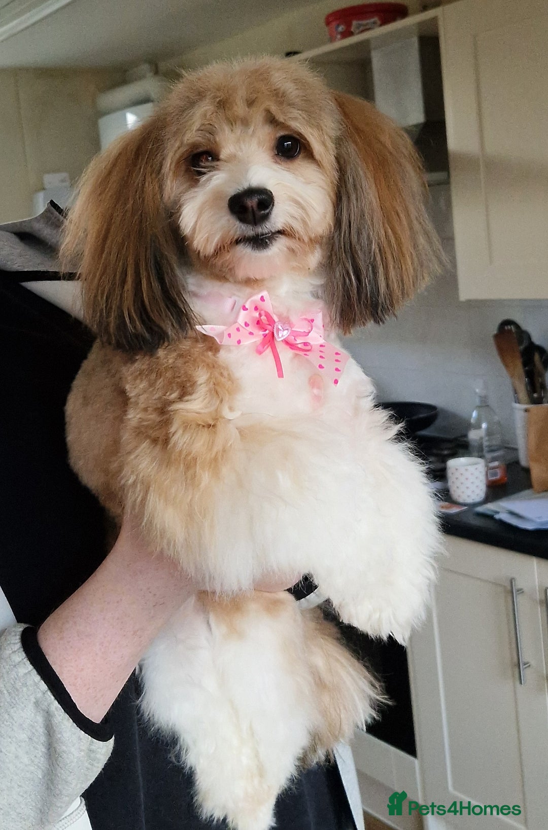 Havanese dogs for sale: Stunning KC Registered Havenese babies available.  - Image 17