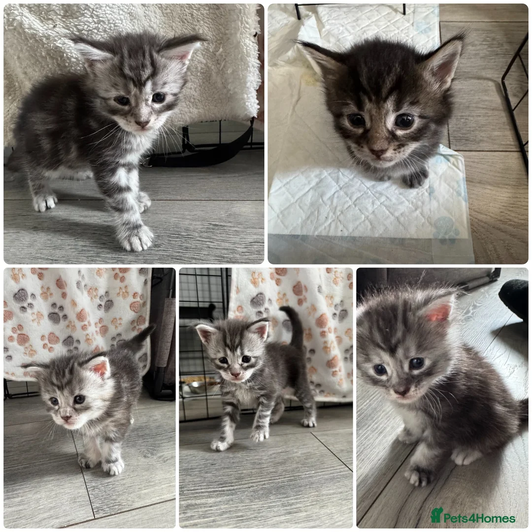 Maine Coon cats for sale: Stunning Maine Coon Kittens – 4 Girls & 1 Boy - Advert 1