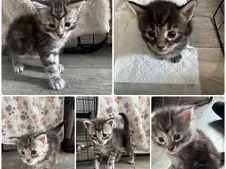 Maine Coon cats Stunning Maine Coon Kittens – 4 Girls & 1 Boy - Advert 1