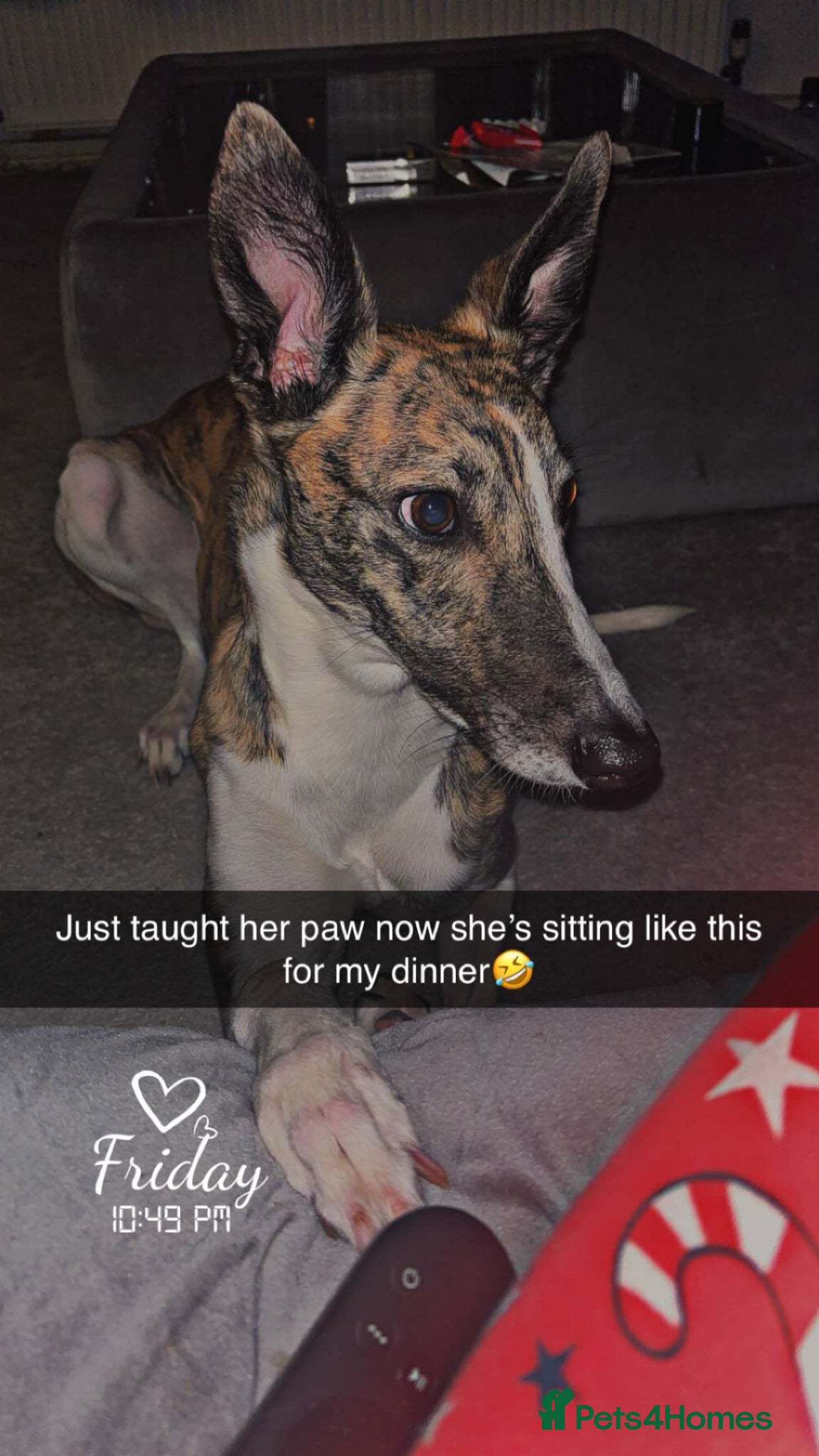 Mixed Breed dogs for sale: Female Lurcher - Advert 1