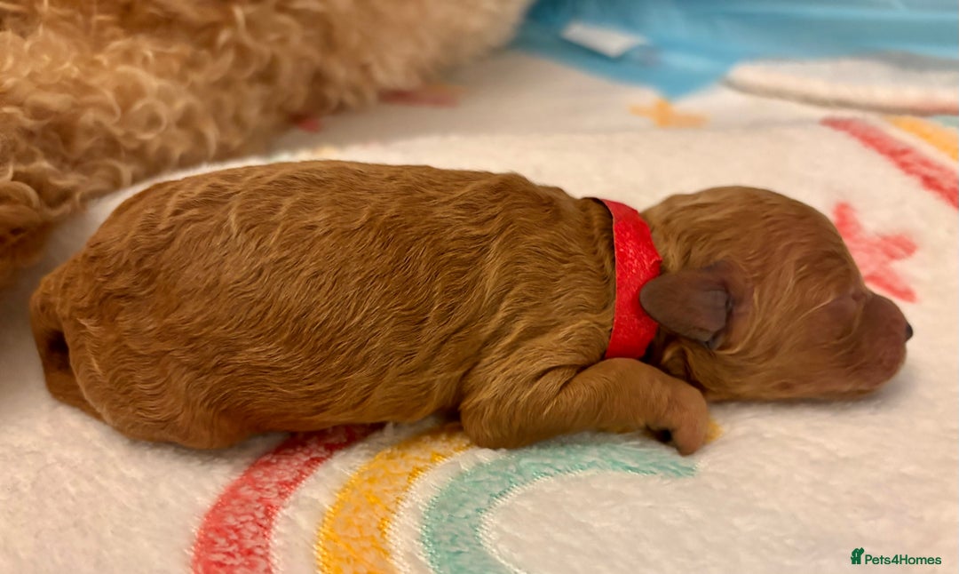 Miniature Poodle dogs for sale: **All Reserved** Stunning Deep Red Mini Poodle - Advert 31