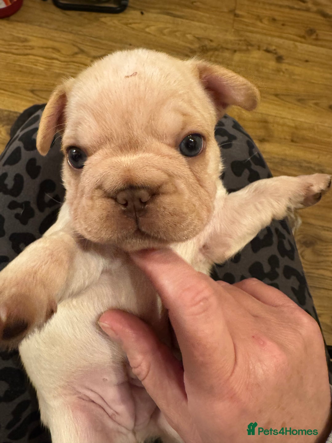 French Bulldog dogs for sale: French bulldog pups - Image 6