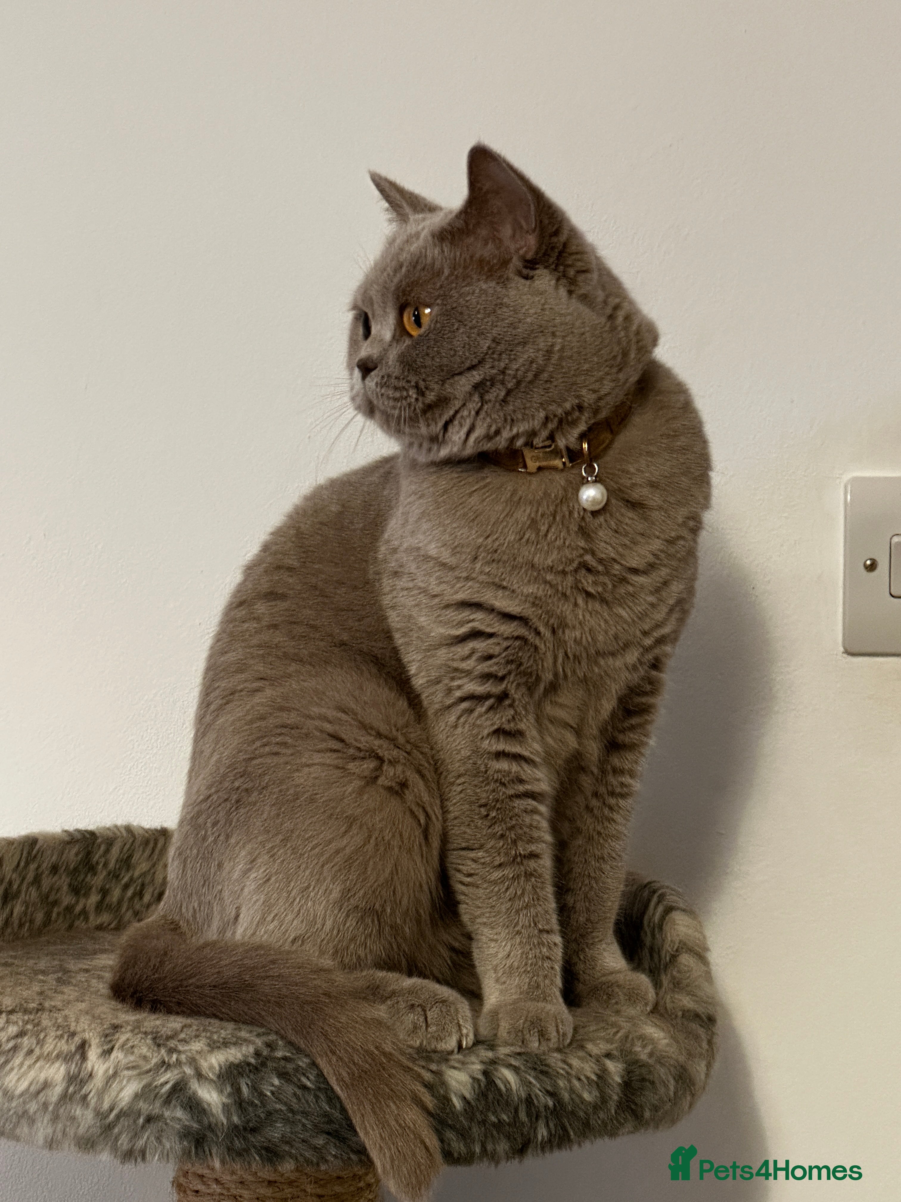 British Shorthair cats BSH Pedigree Cat and her kitten - Advert 3