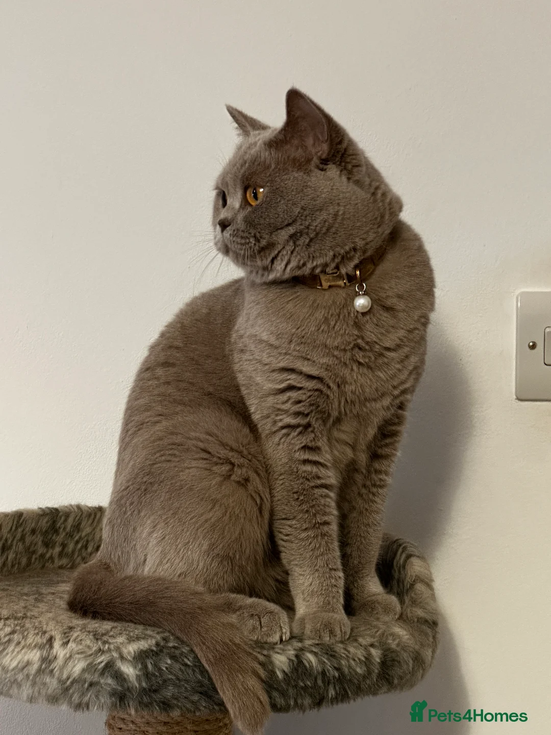 British Shorthair cats for sale: BSH Pedigree Cat and her kitten - Advert 1