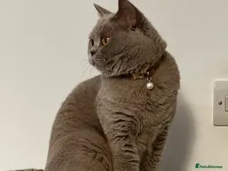 British Shorthair cats BSH Pedigree Cat and her kitten - Advert 2