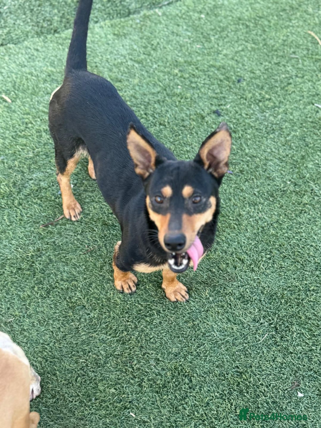 Mixed Breed dogs for adoption: Pretty Rosie is looking for love - Image 1