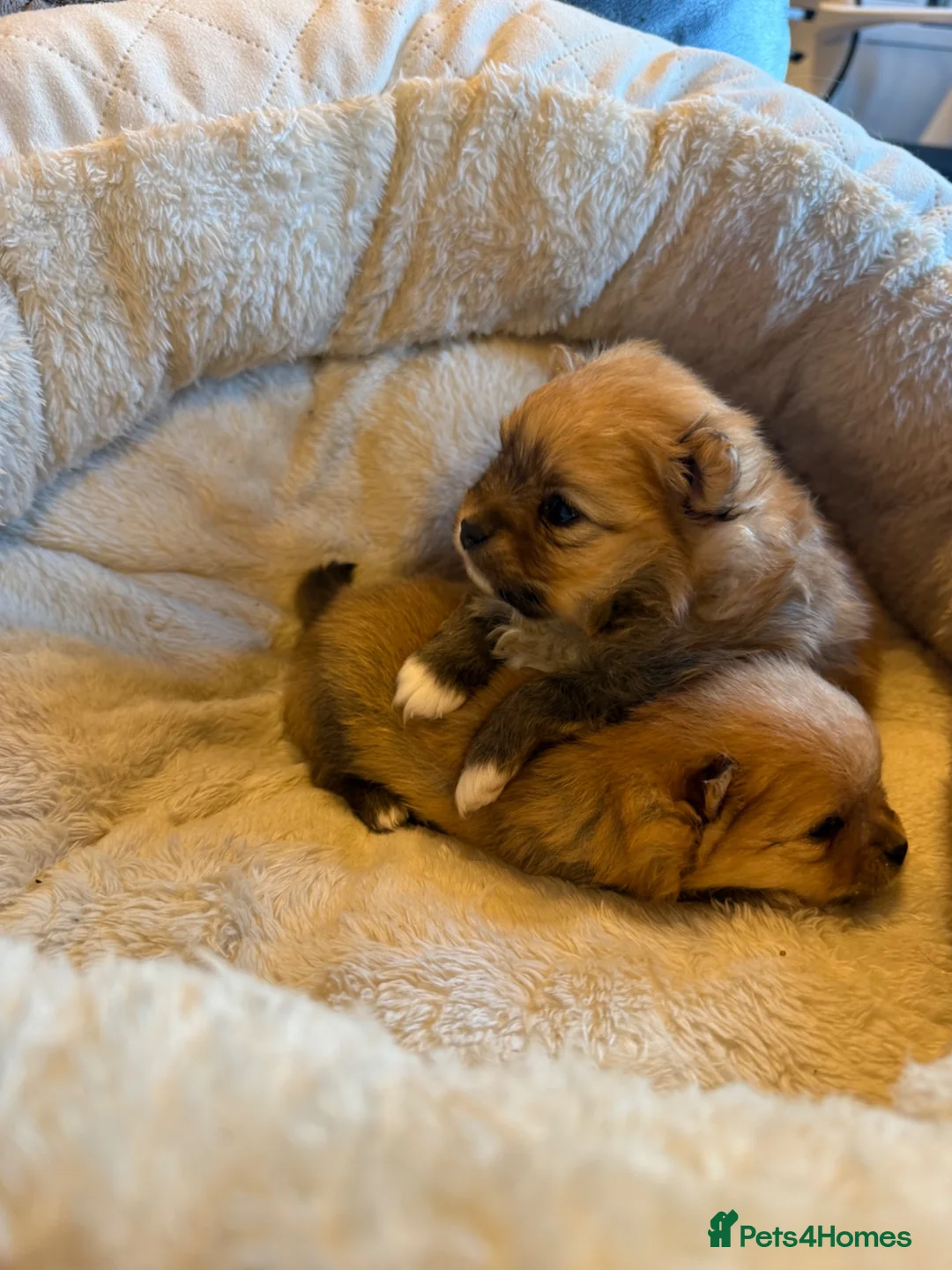 Pomeranian dogs for sale:     Tiny Fluffy Pomeranian Girls in Boston - Advert 2