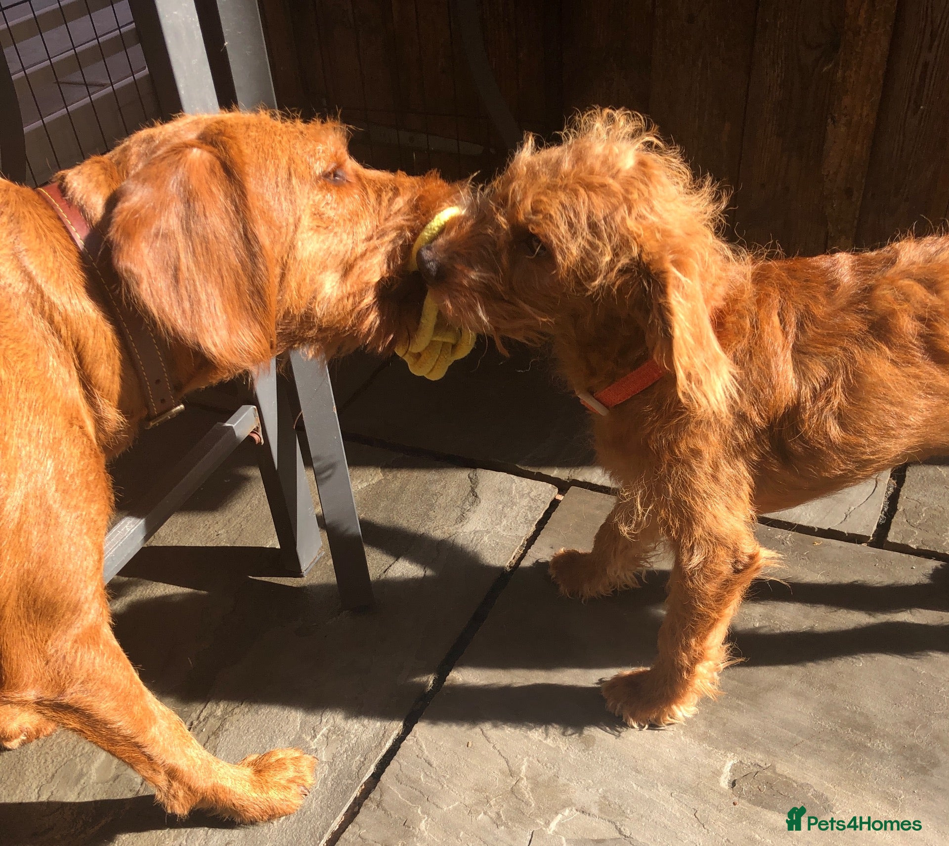 Labradoodle dogs keiras red fox miniature labradoodles  - Advert 1