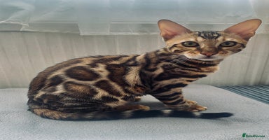 Bengal cats in Northampton - Advert 11
