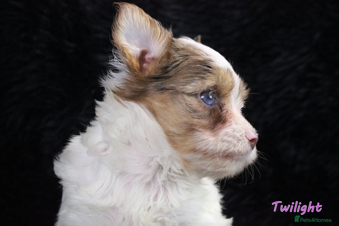Yorkshire Terrier dogs for sale: Stunning Biro & Merle Yorkie Girls – Ready Nov 25 - Advert 16