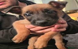 Mixed Breed dogs for sale: Belgian malinois  - Advert 7