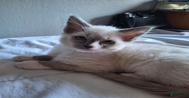 Ragdoll cats - Advert 3