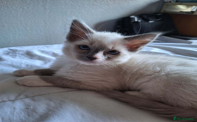 Ragdoll cats - Advert 7