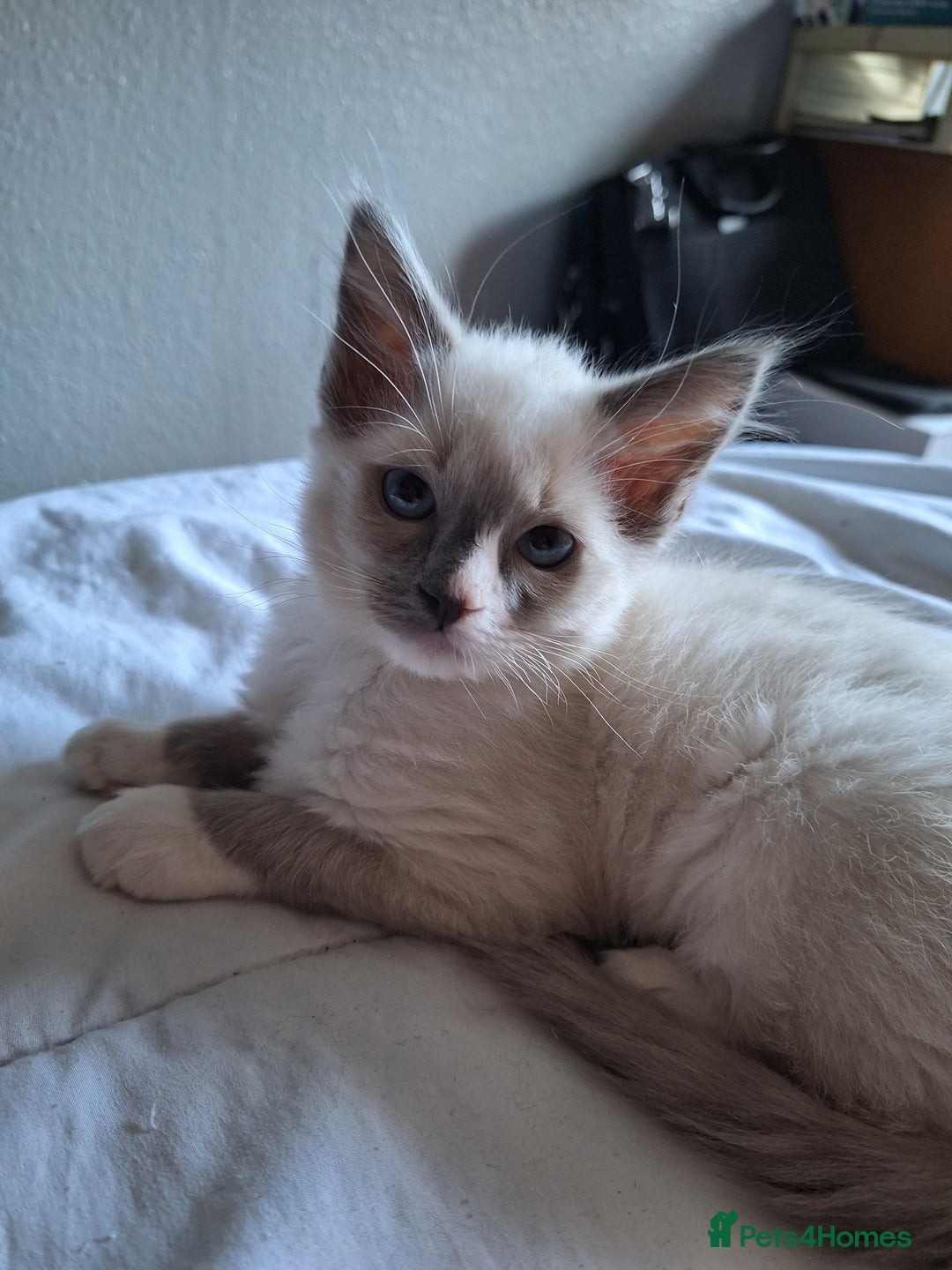 Ragdoll cats for sale: 1 loving boy  left Hand reared from 2 weeks old - Image 5