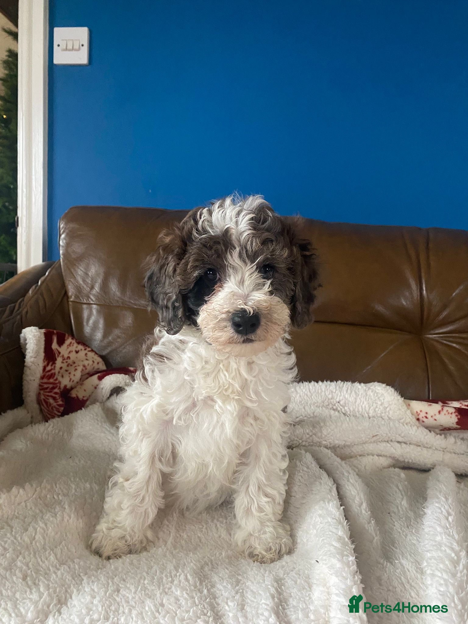 Cavapoo dogs Beautiful F2 cavapoo girls  - Advert 2