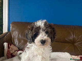 Cavapoo dogs Beautiful F2 cavapoo girls - Advert 2