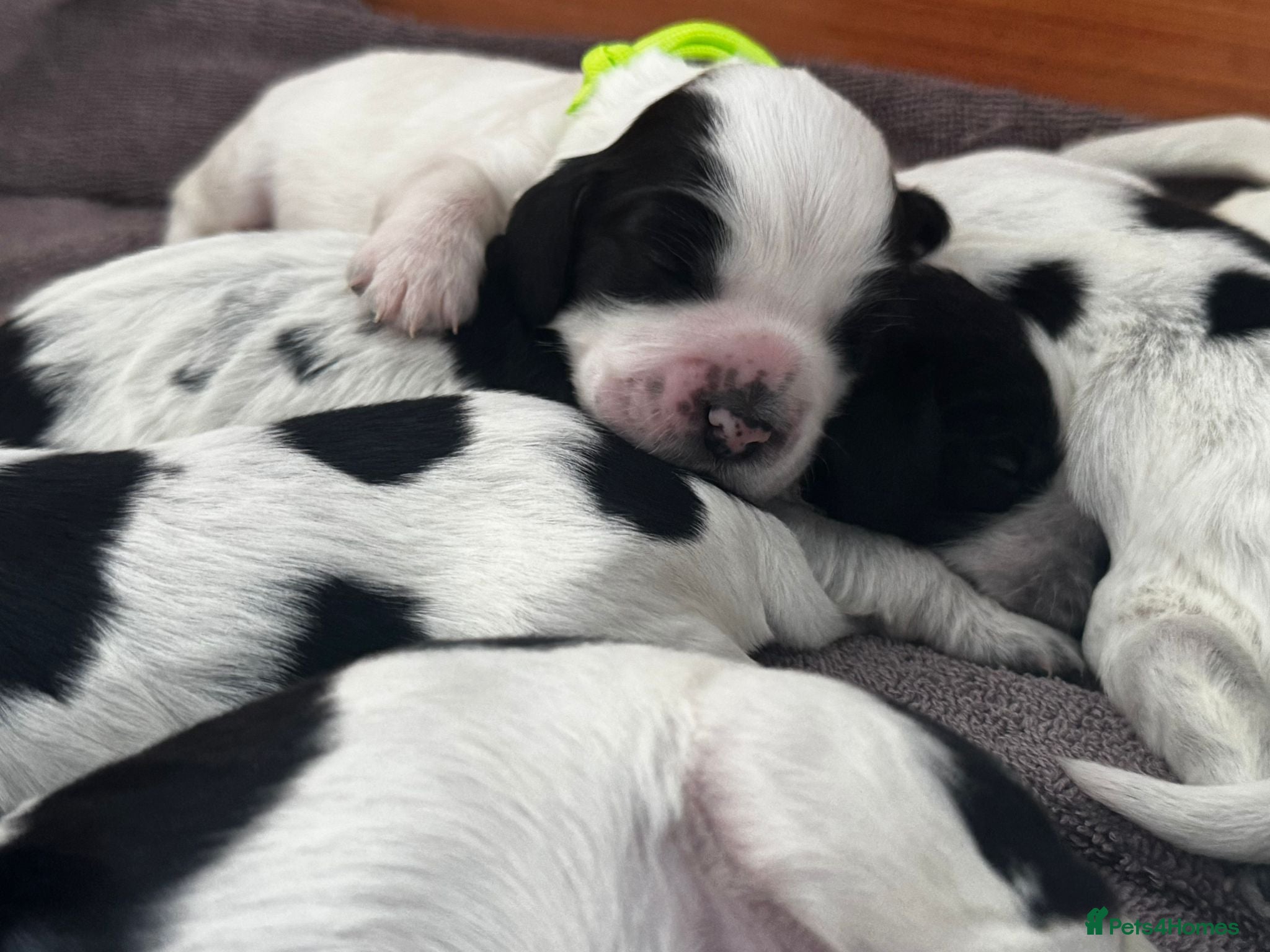 Sprocker dogs Beautiful litter of 11 Sprockers  - Advert 1