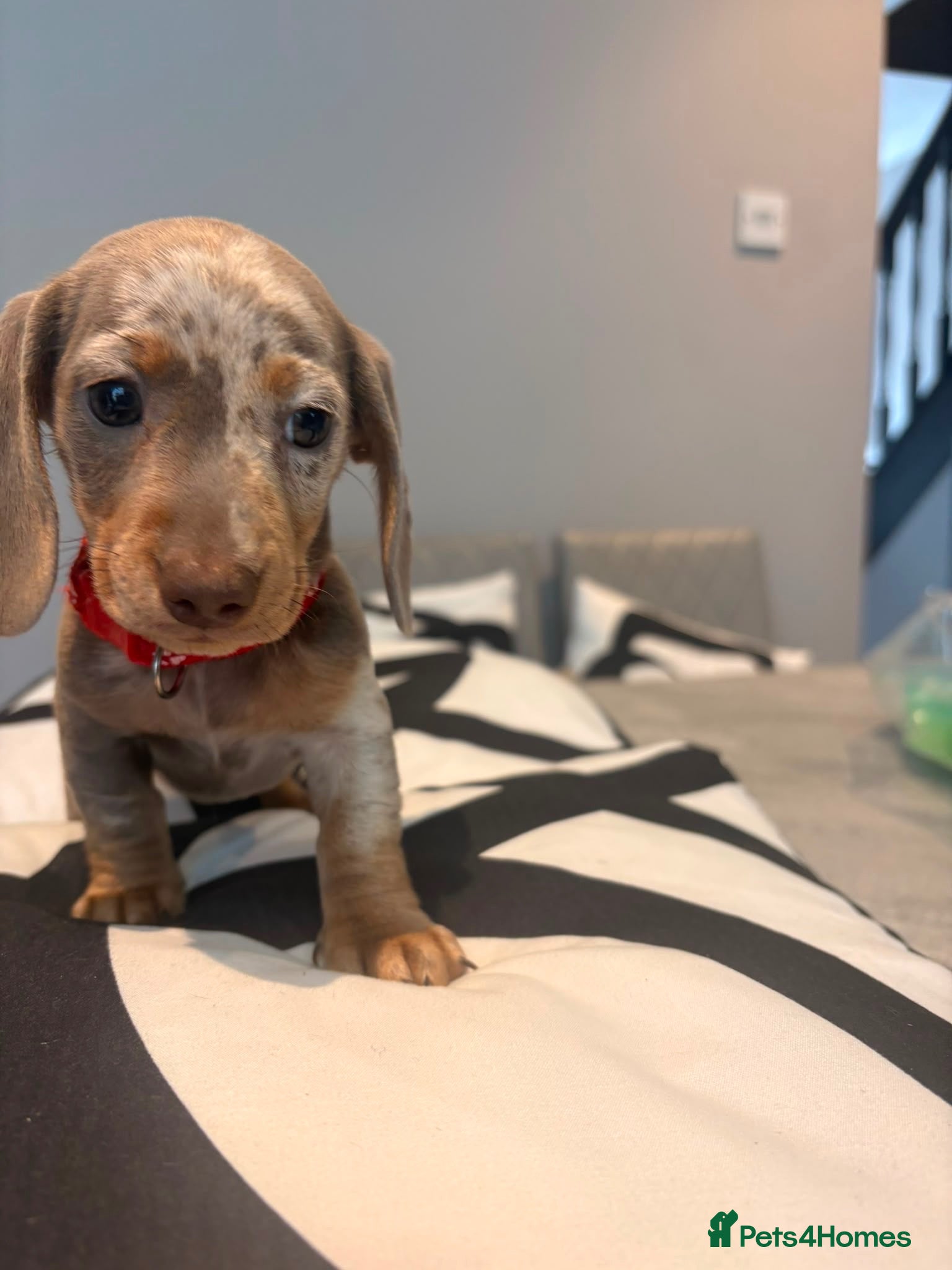 Miniature Dachshund dogs John s  - Advert 1