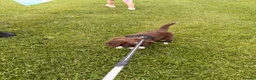 Mixed Breed dogs for sale: Arlow - Advert 9
